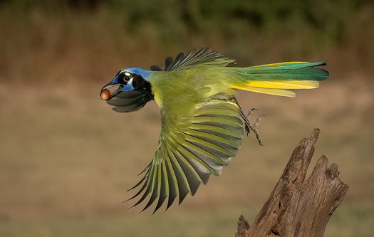 Green Jay Taking Off