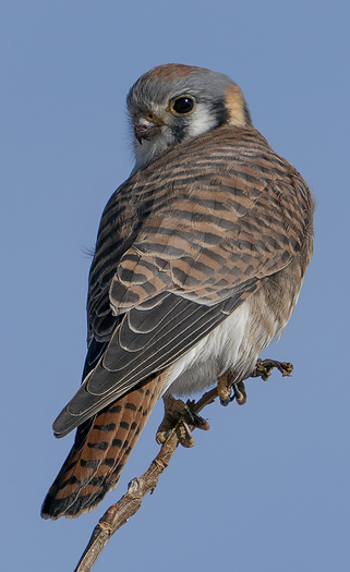 Perched American Kestrel