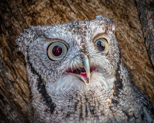 Eastern Screech-Owl