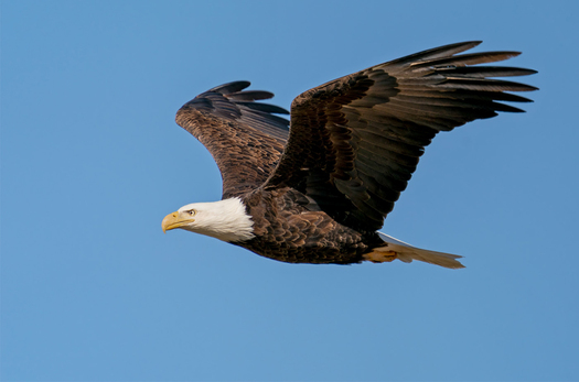 Bald Eagle in Flight