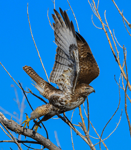 Raptor Taking Off