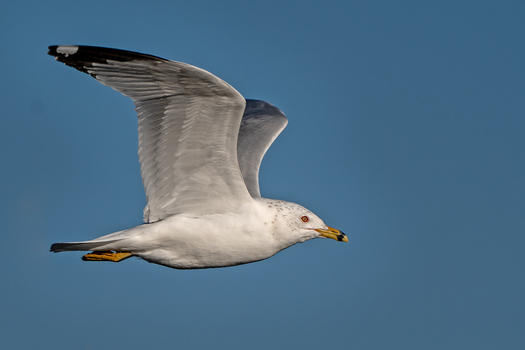 Ring-billed Gull in Flight