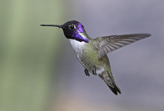 Hovering Hummingbird