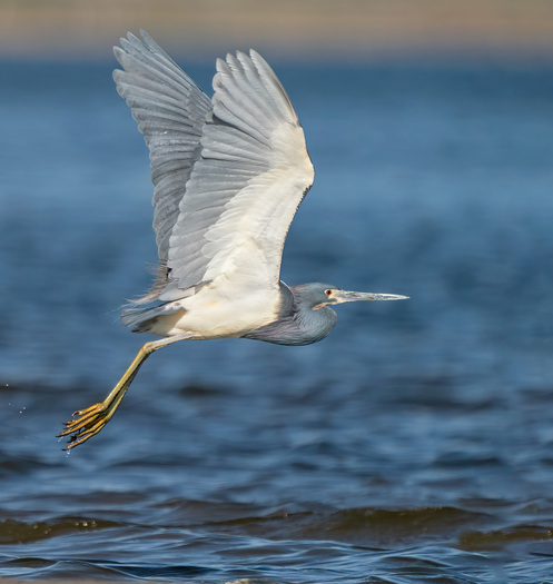 Tricolored Heron in Flight