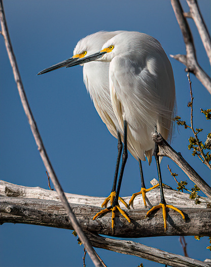Snowy Egrets