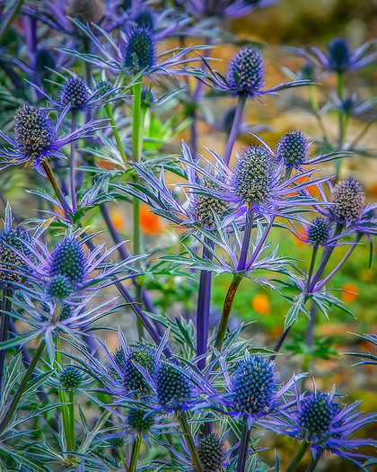 Thistles