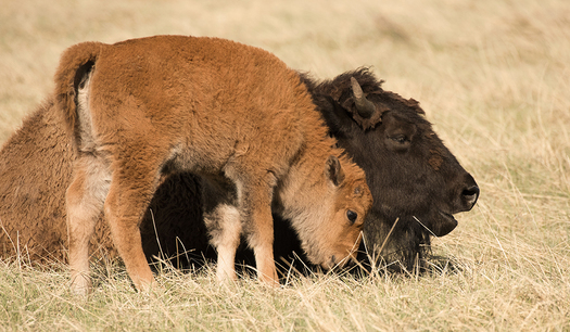 Bison Cow and Calf