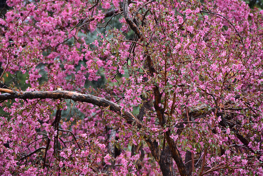 Crab Apple Blossoms