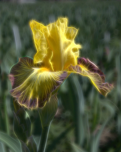 Manipulated Photo of an Iris