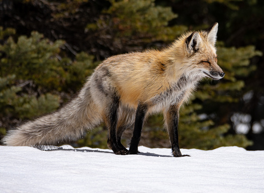 Red Fox on Snow