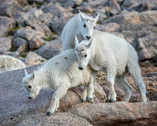 Mountain Goat Kids