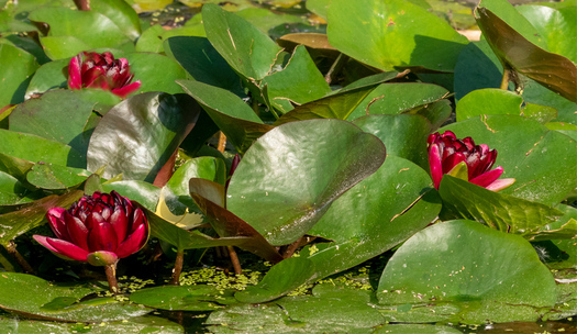 water Lillies