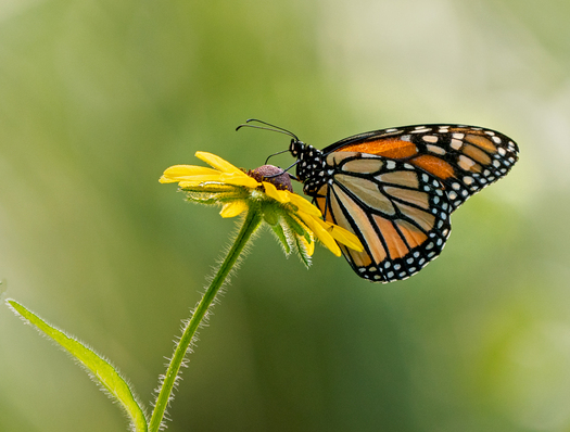 Monarch Butterfly