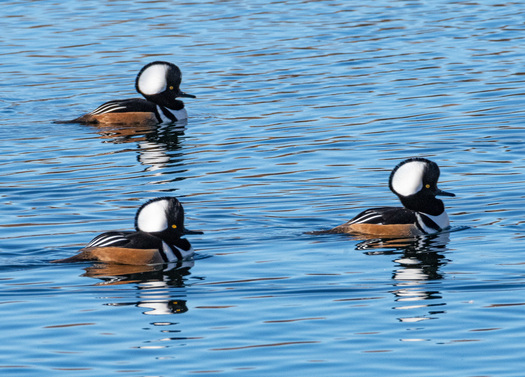 Hooded Mergansers