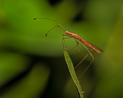 Stilt Bug