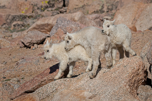 Mountain Goat Kids