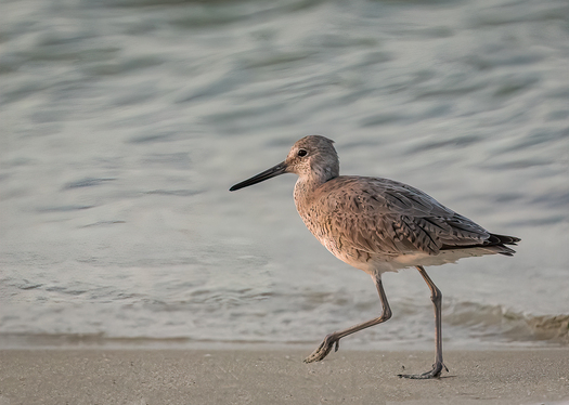 Sandpiper