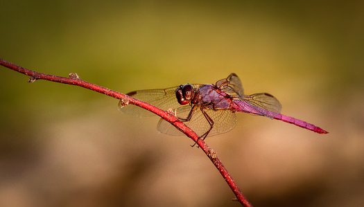 Dragon Fly