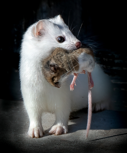 Ermine with Prey