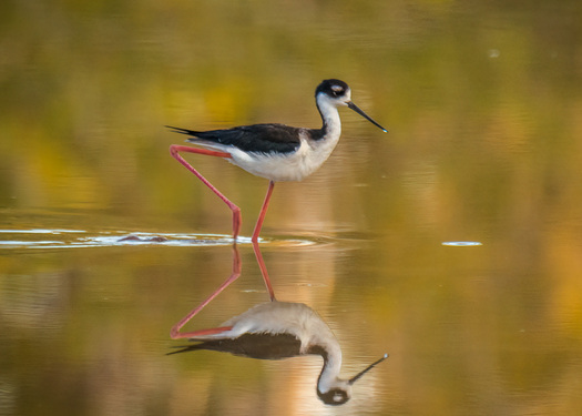 Black-necked Stilt