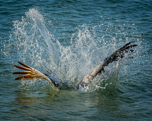 Splashing Shore Bird