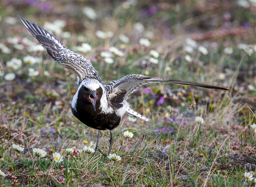 Black-bellied Plover