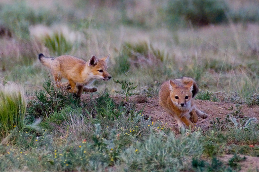 Chasing Swift Fox Cubs