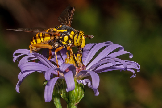 Hornet Fly on Fleabane Flower