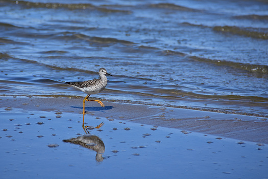 Yellowlegs