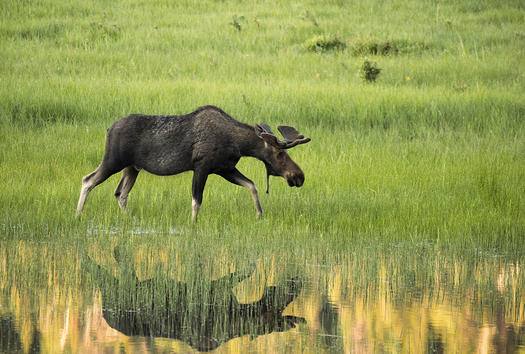 Bull Moose Walking Behind Water