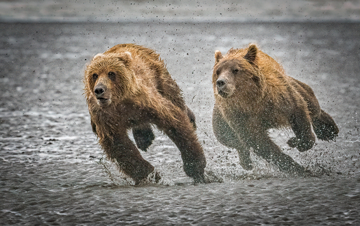 One Bear Chasing Another