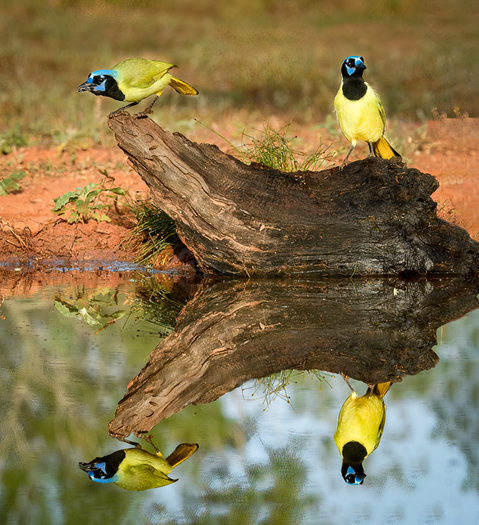 Green Jays and Their Reflection
