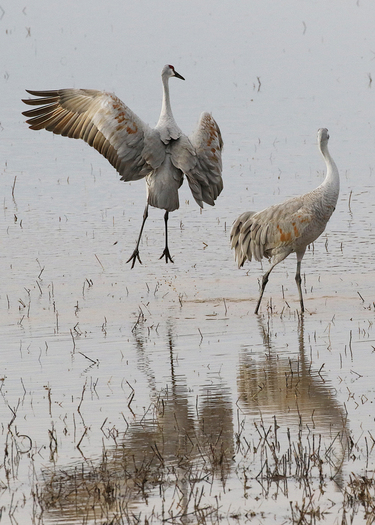 Jumping Sandhill Crane