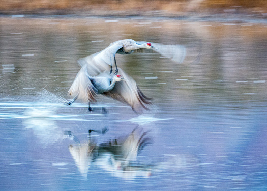 Sandhill Cranes Taking Off