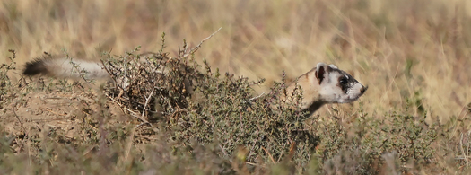 Black-footed Ferret
