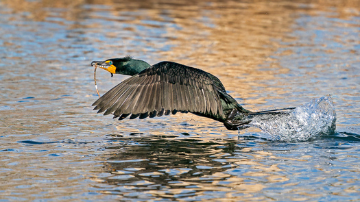 Double-crested Cormorant Taking Off