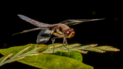 Dragon Fly
