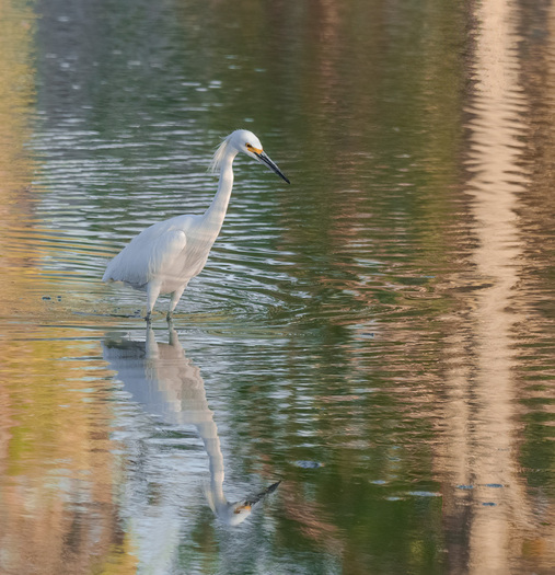 Snowy Egret