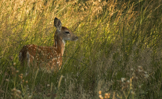 Fawn