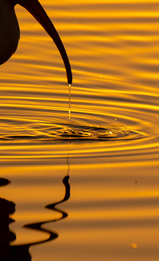 Water dripping from a long curved beak