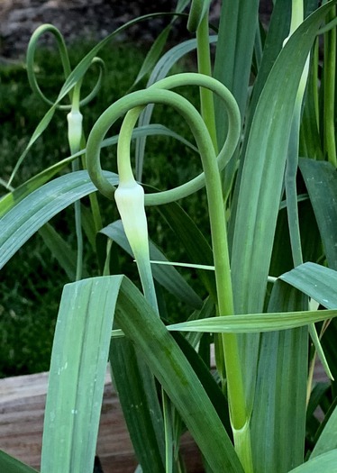Twisted plants