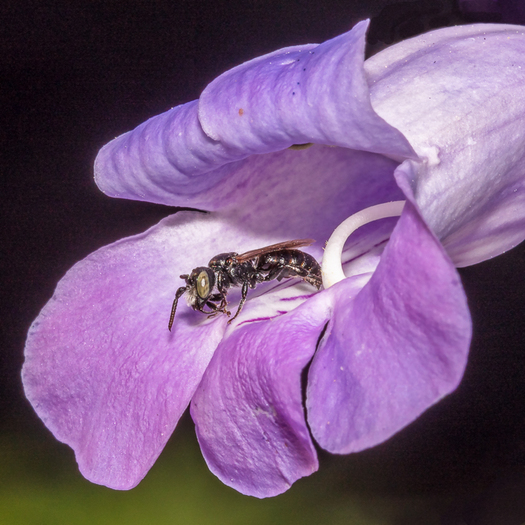 Bee in a Flower