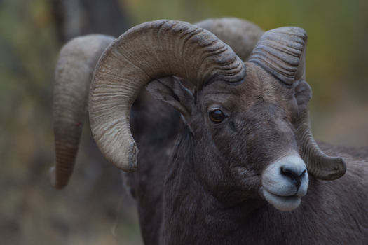 Two bighorn sheep