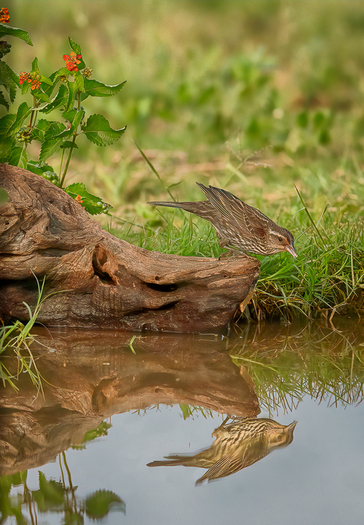 Bird on a log reflected in water