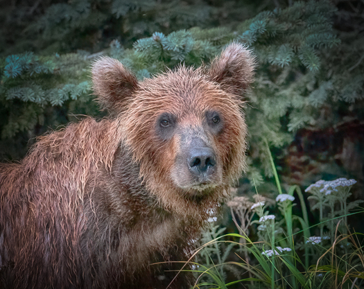 Bear