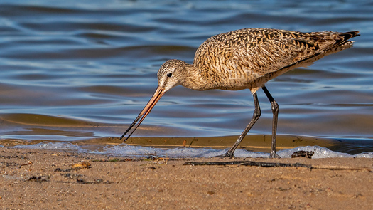 Marbeld Godwit Feeding