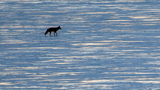 Coyote on Frozen Water