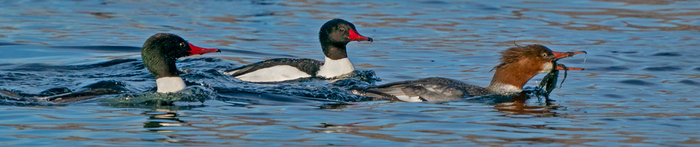 Two male Common Mergansers chasing a female with food