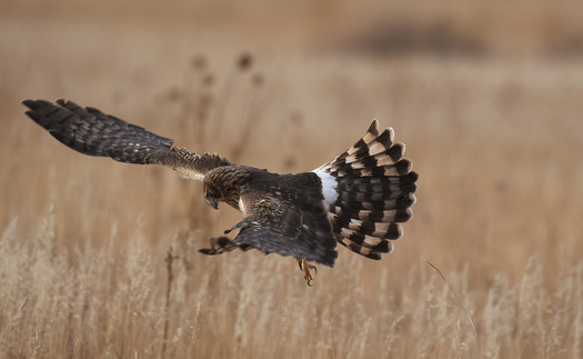 Raptor flying low