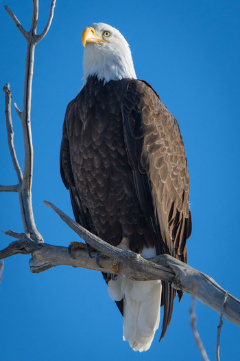 Perched Bald Eagle